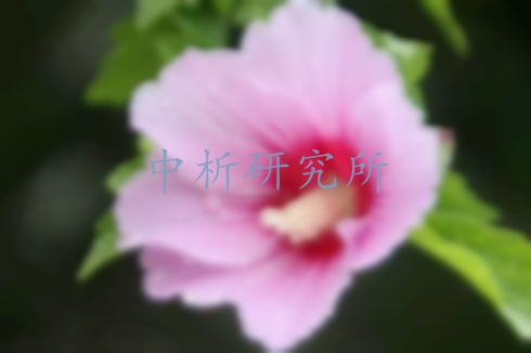 木槿花檢測
