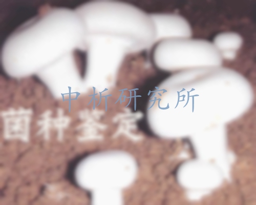 菌種鑒定